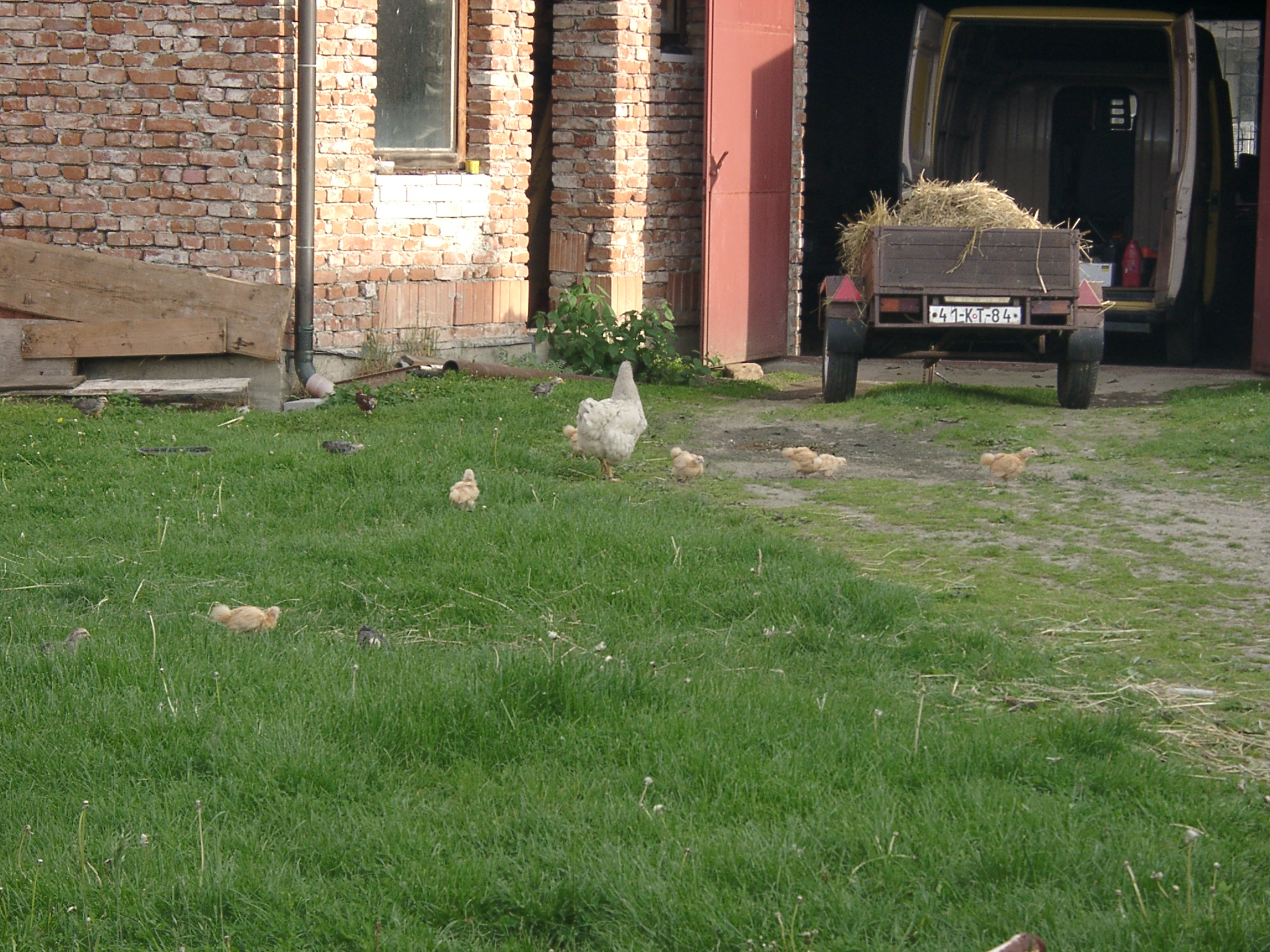 Orpingponka žlutá