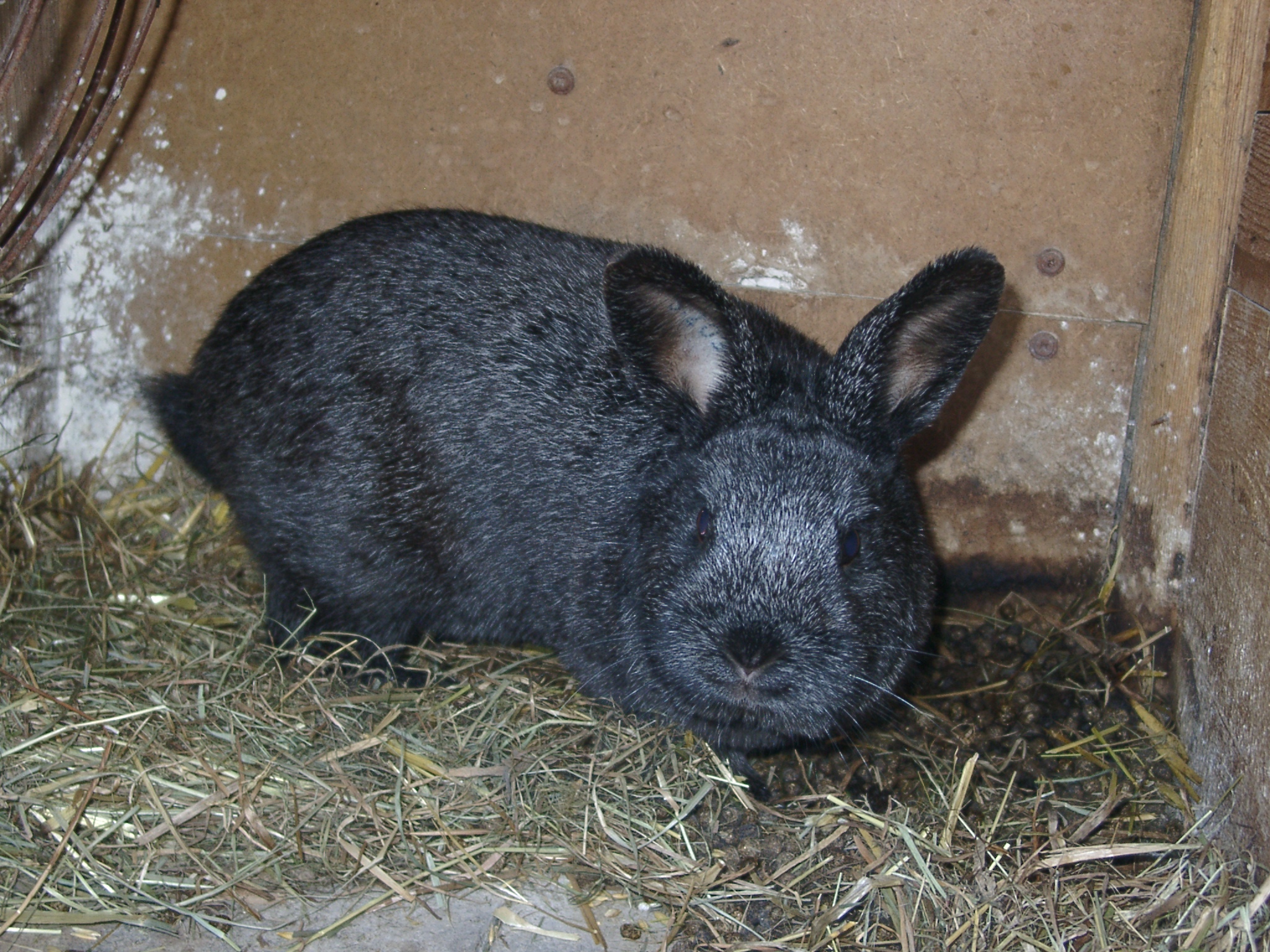 Stříbřitý černý