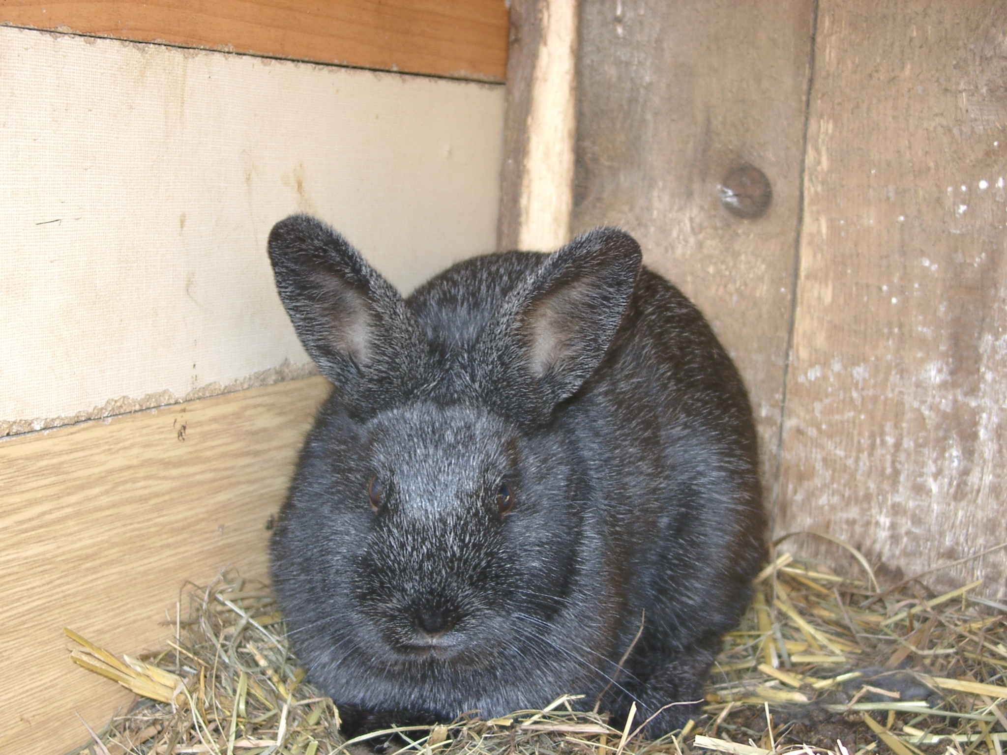 Stříbřitý černý 2